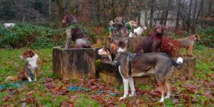 Les musiciens de Brême améliorés